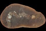 Fossil Sea Cucumber (Achistrum) (Pos/Neg) - Mazon Creek #92501-2